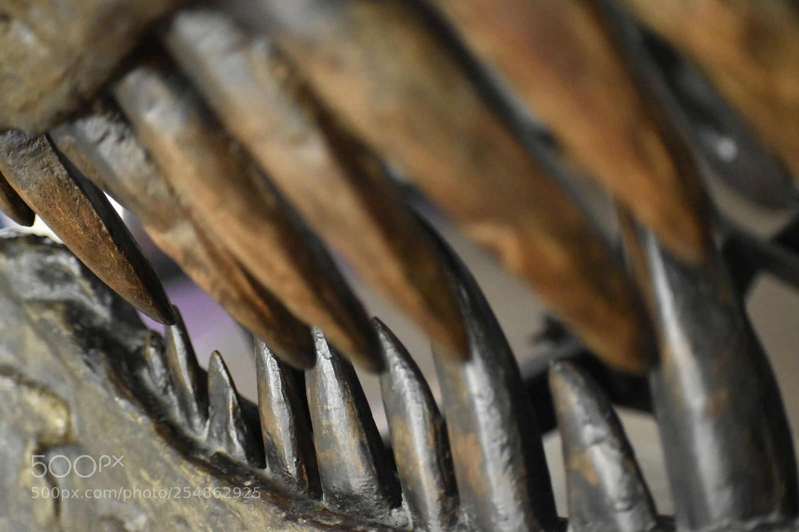 Nikon D5600 sample photo. Abstract macro photography