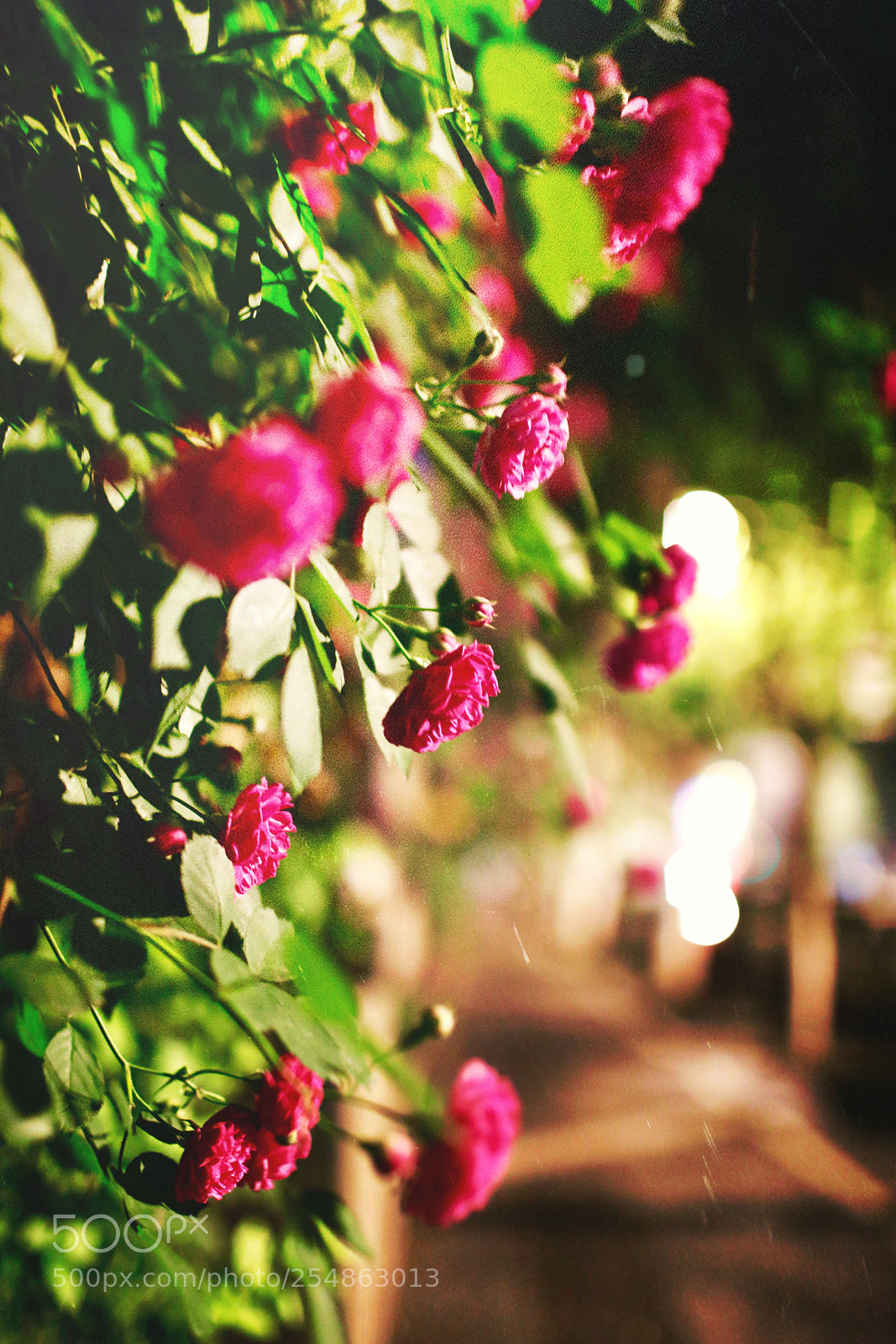 Canon EOS 5D Mark IV sample photo. Night rose 6 photography