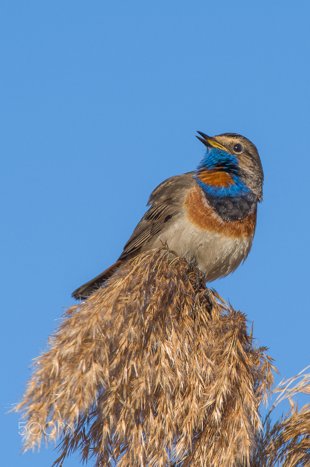 Pentax KP sample photo. Bluethroat photography