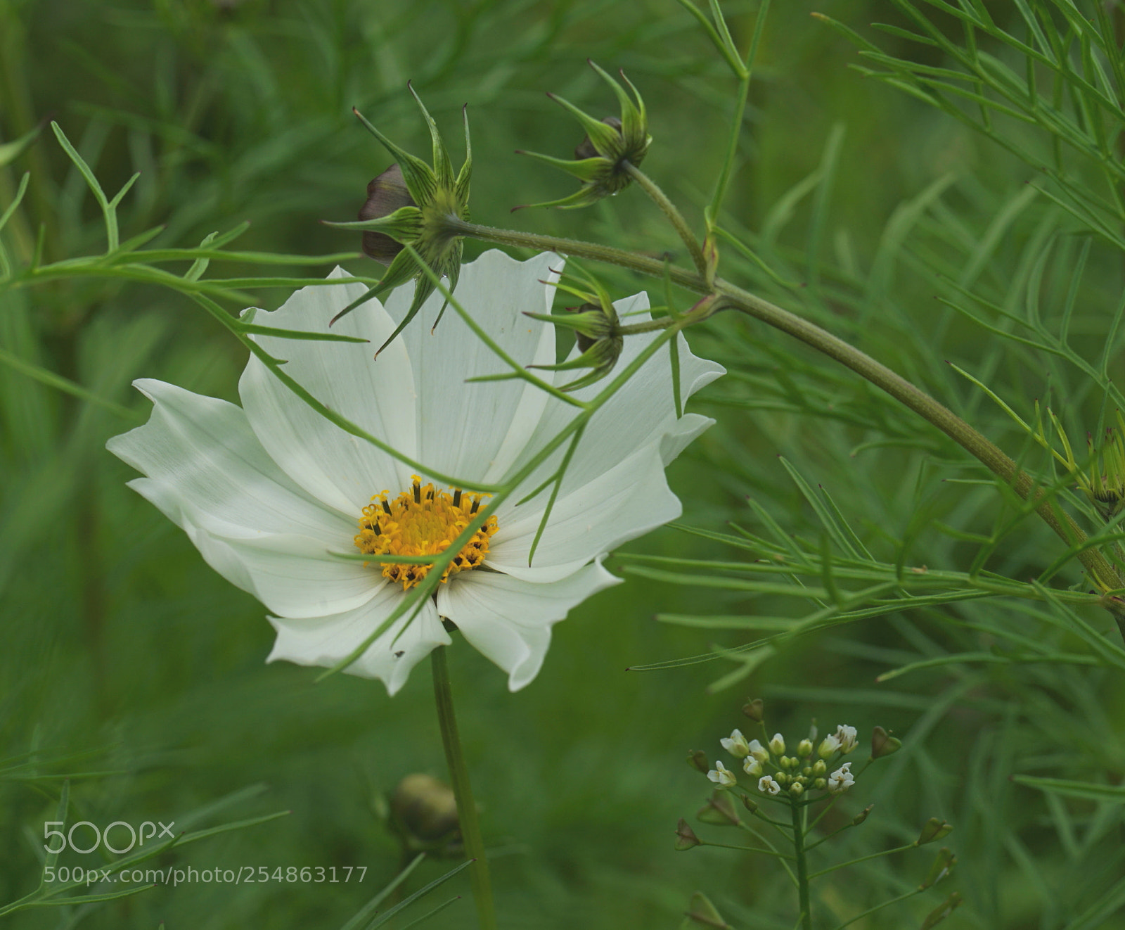 Sony a7 II sample photo. Cósmos 2 photography