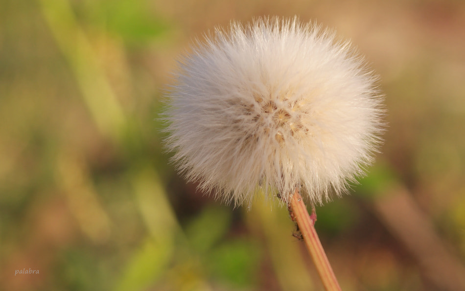 Samsung NX1 sample photo. ... photography