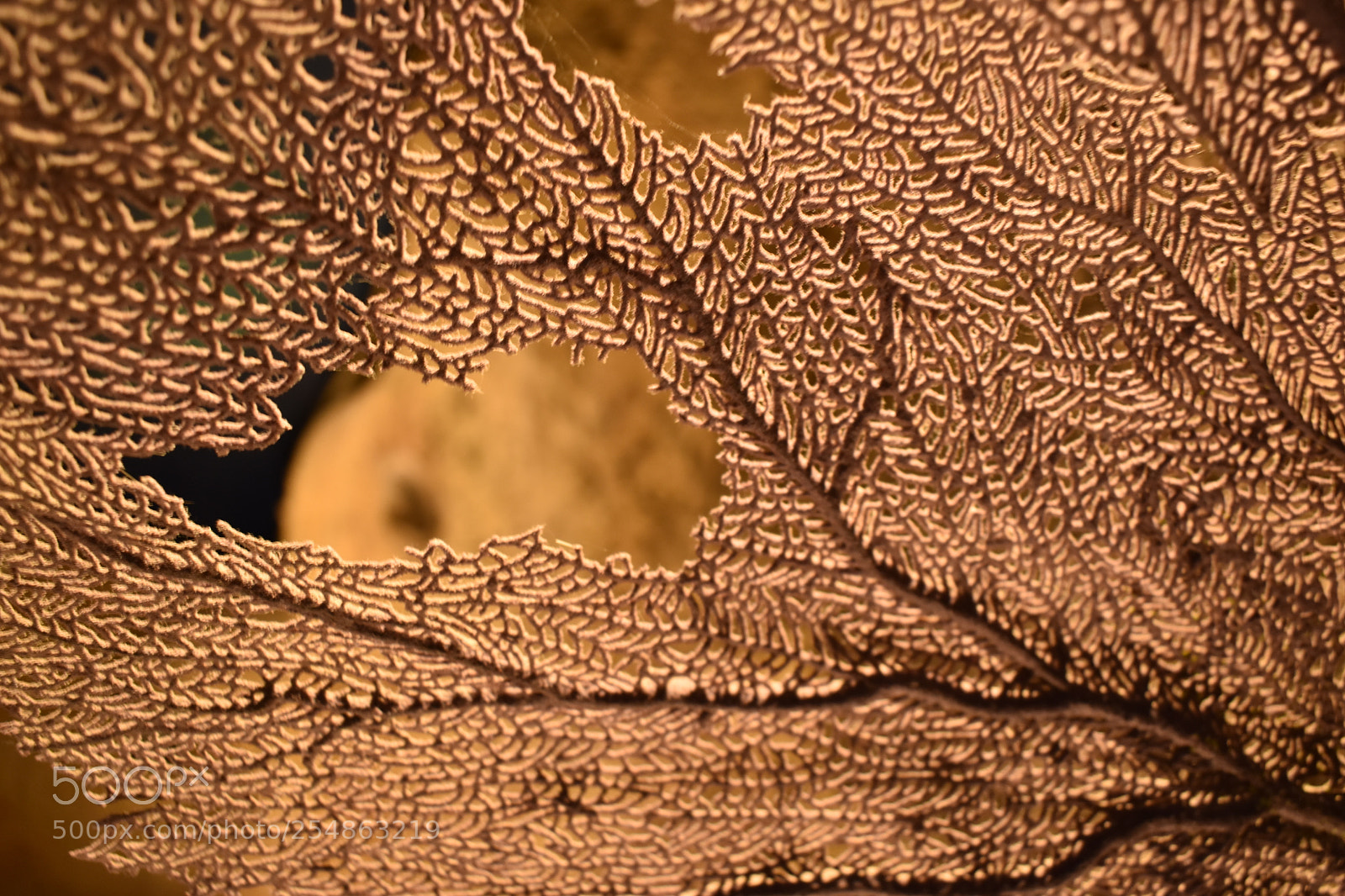 Nikon D5600 sample photo. Abstract macro photography