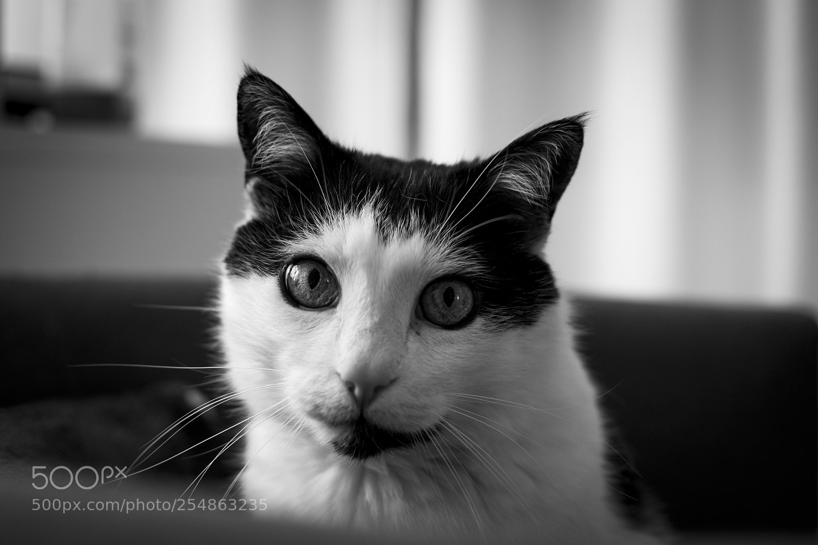 Nikon D3100 sample photo. Cat look - b photography