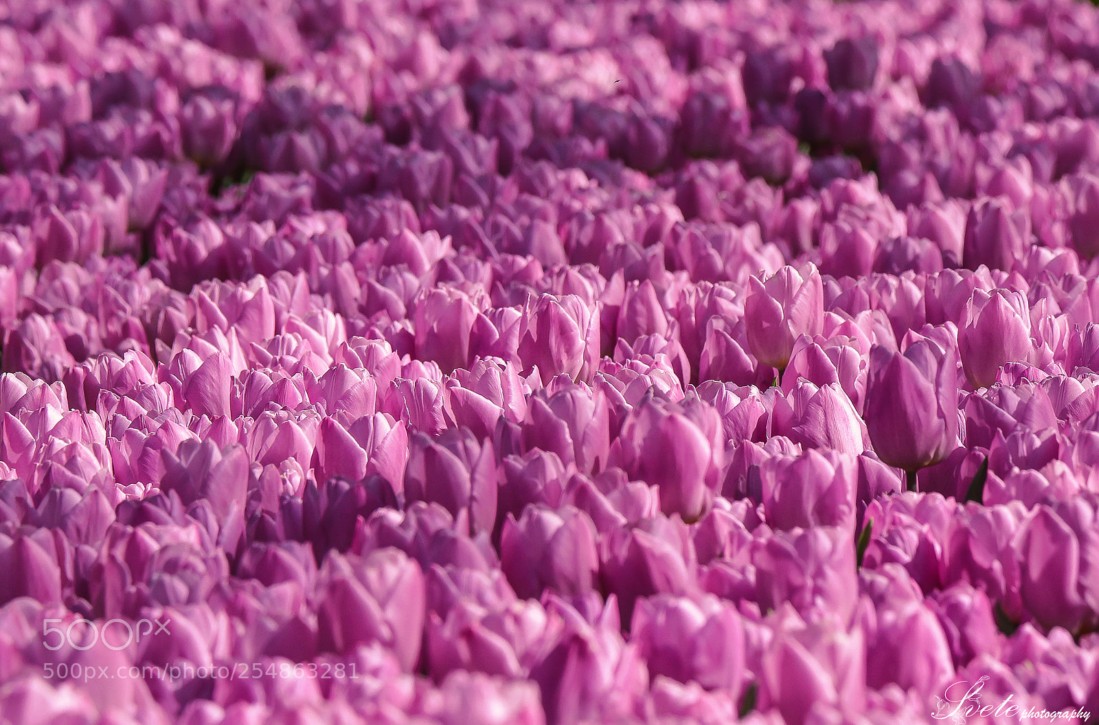 Canon EOS 700D (EOS Rebel T5i / EOS Kiss X7i) sample photo. Tulle abundance. photography