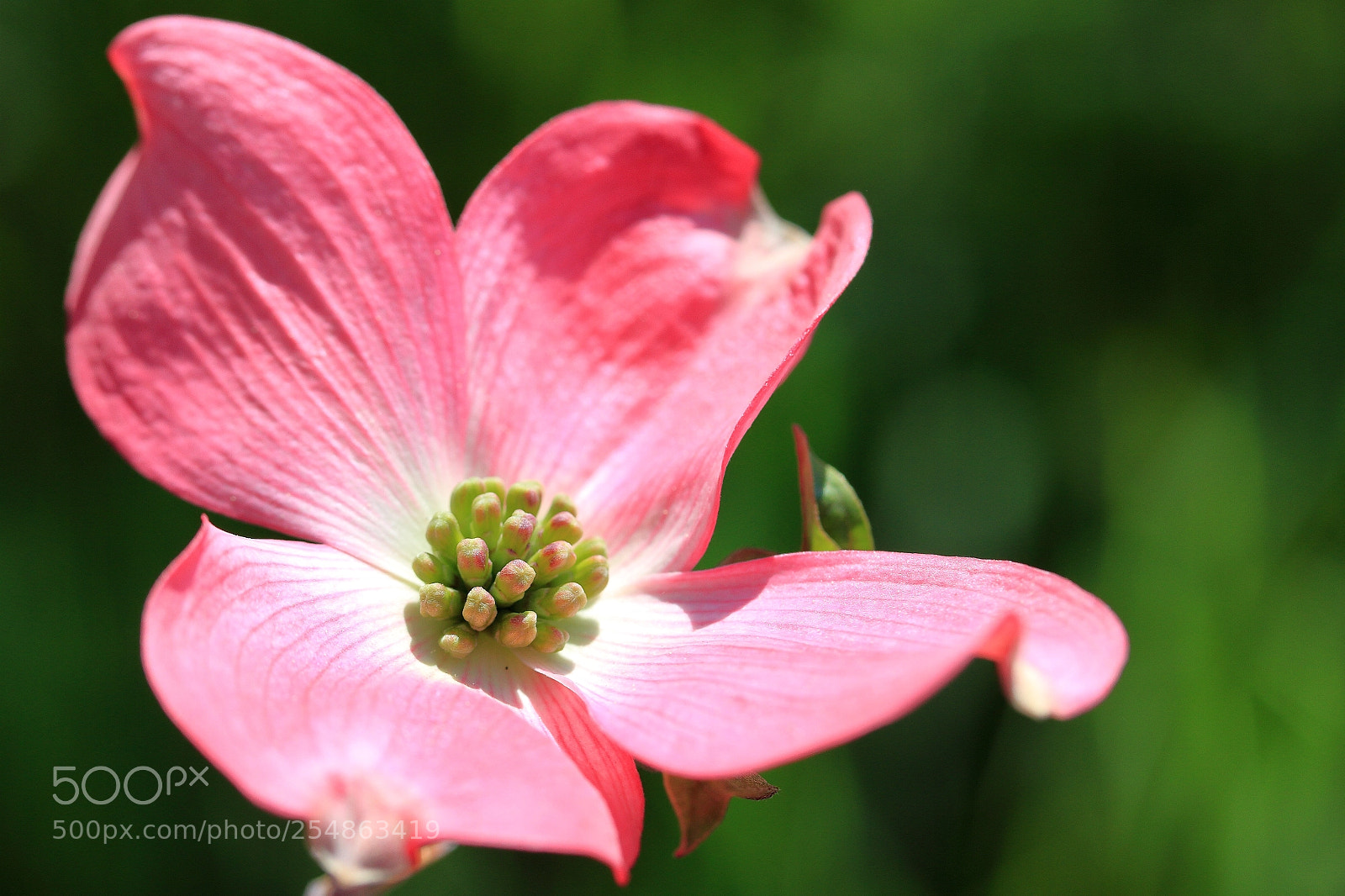 Canon EOS 7D sample photo. Flower photography