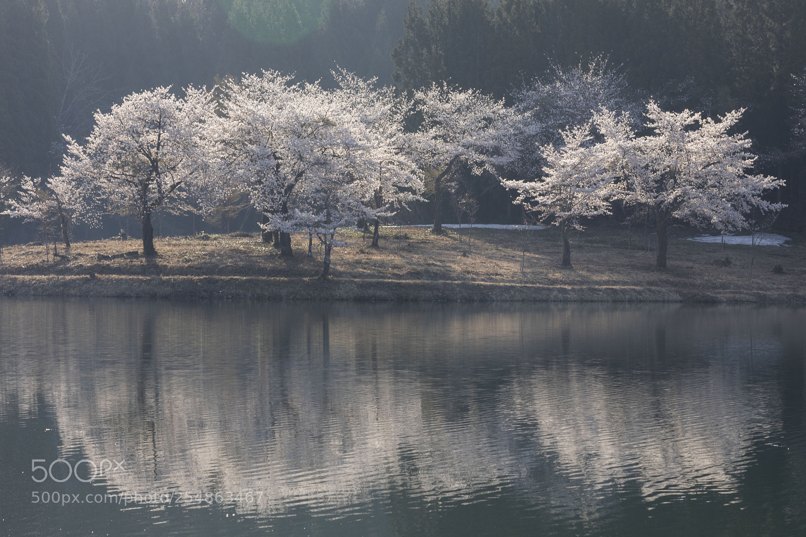 Canon EOS 5D Mark IV sample photo. 中子の桜 photography