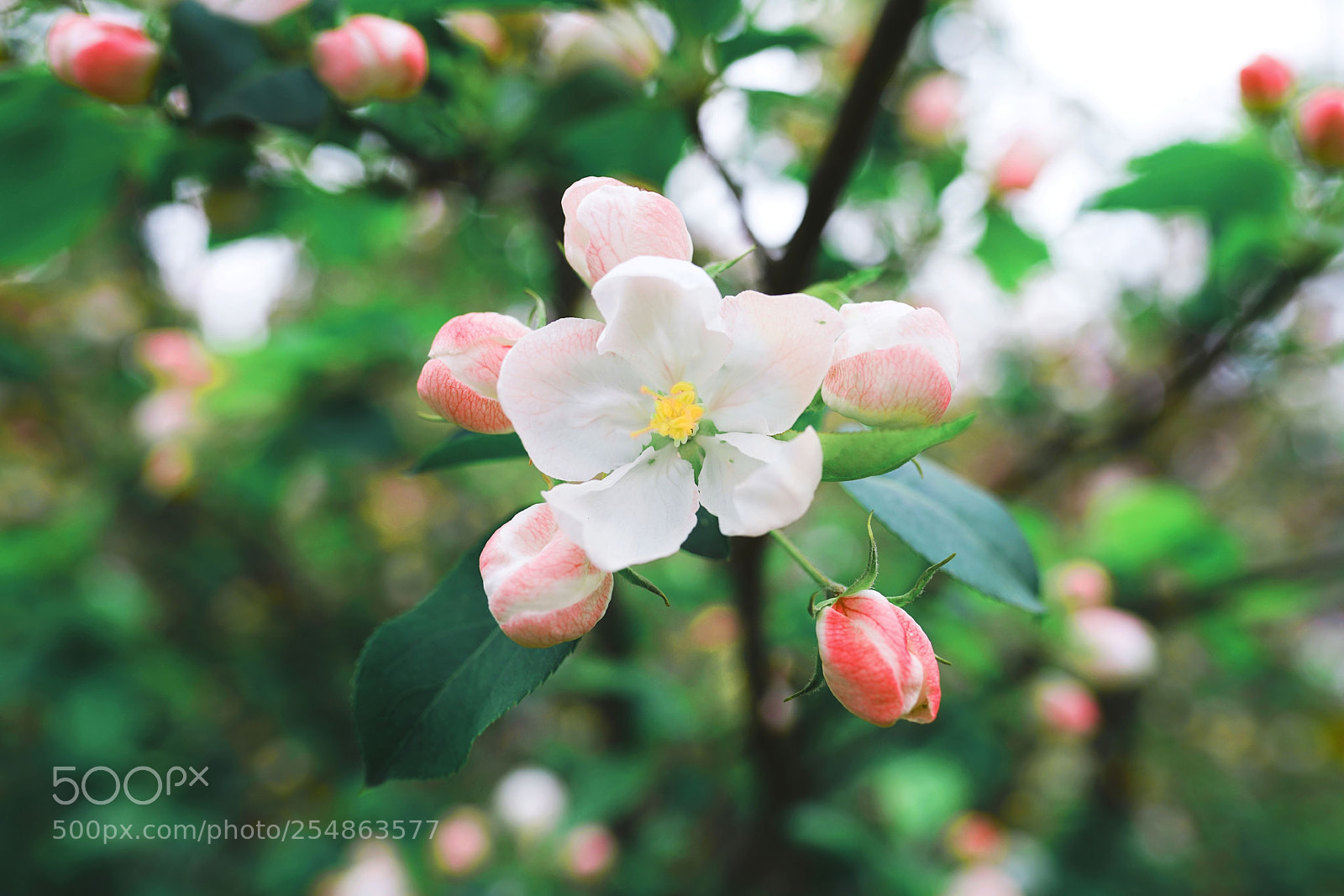 Sony a7R II sample photo. Untitled photography