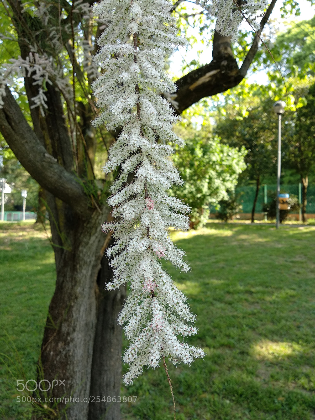 Xiaomi Mi A1 sample photo. Beauty of spring photography