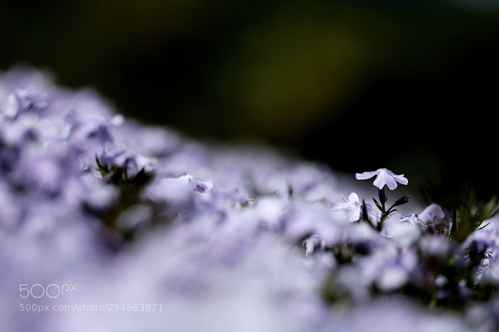Canon EOS 70D sample photo. Small life photography
