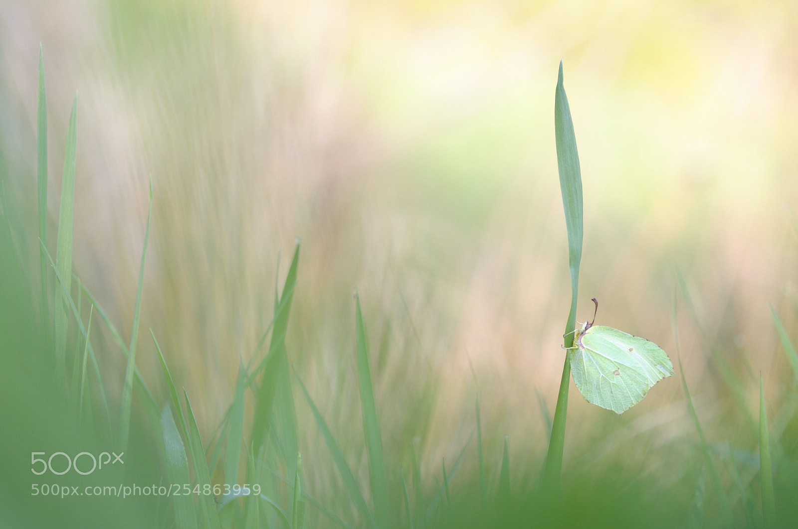 Nikon D300S sample photo. Citron photography