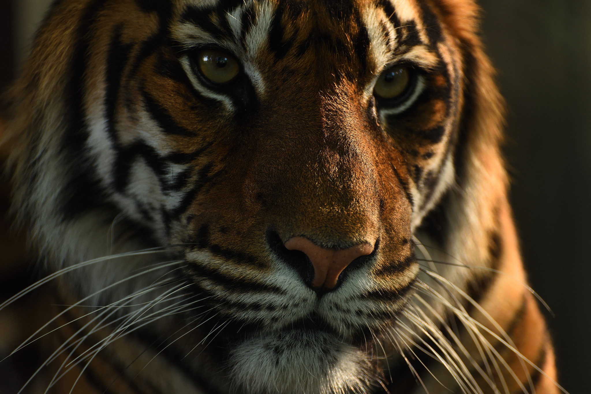 Nikon D750 sample photo. Tiger photography