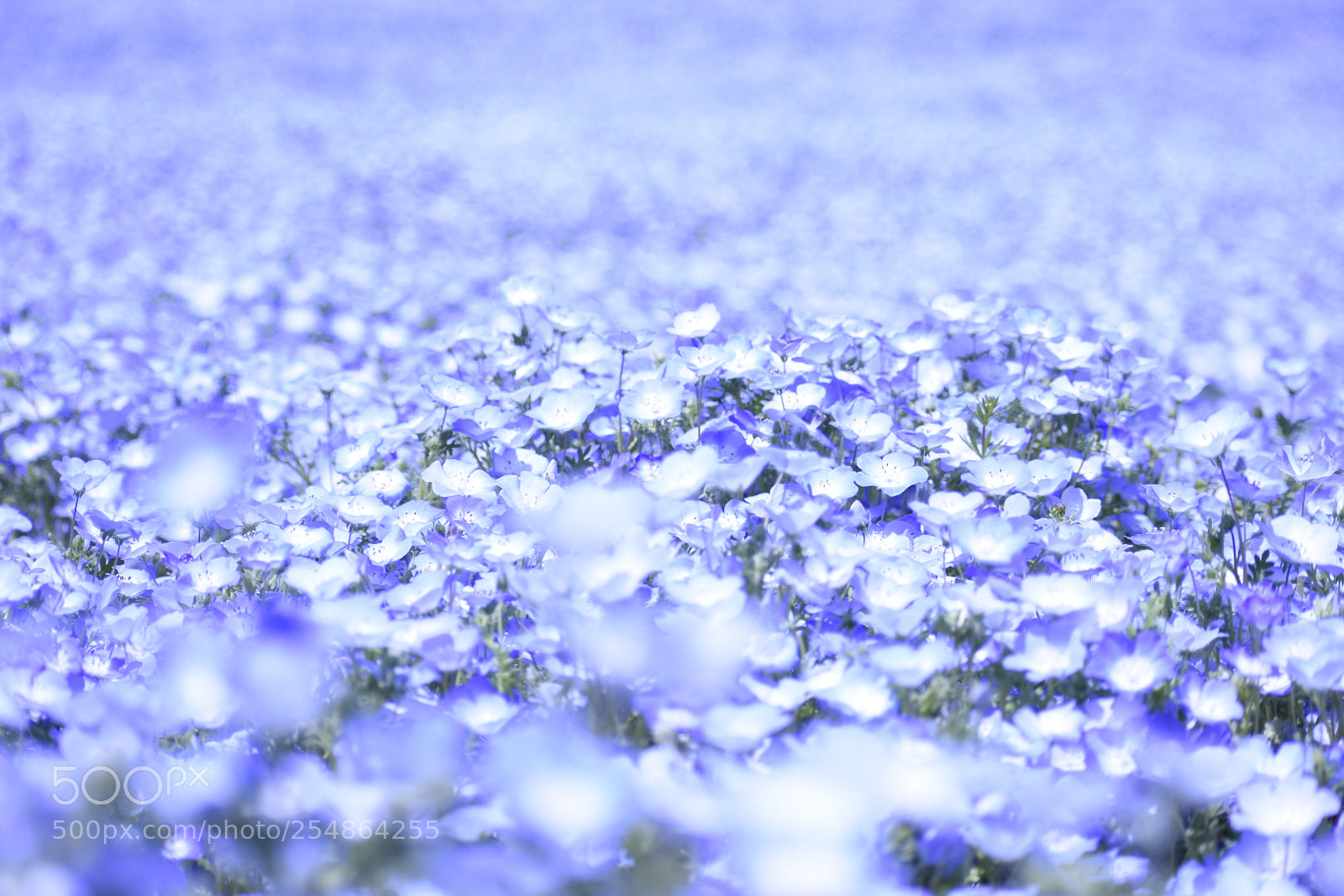 Nikon D3400 sample photo. Flower ocean photography