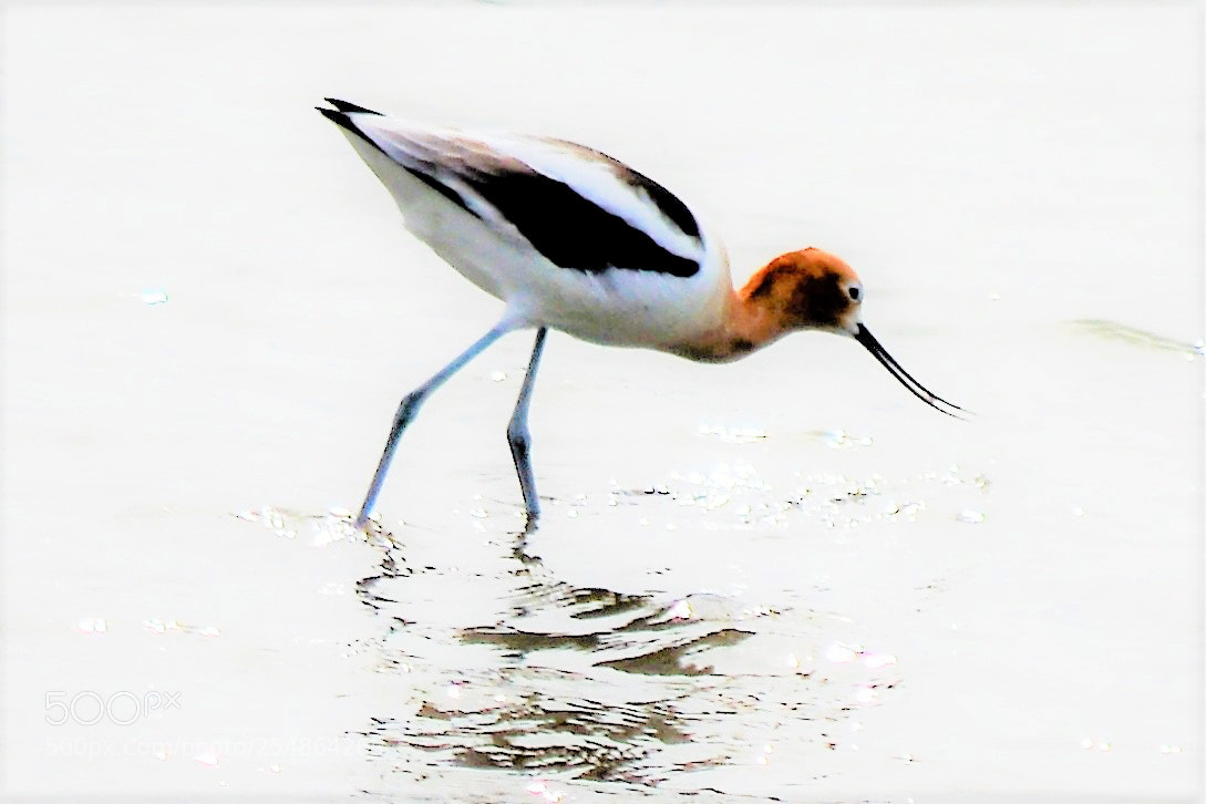 Nikon D5200 sample photo. American avocet photography