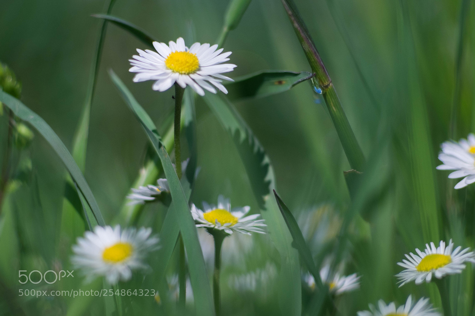 Fujifilm X-T10 sample photo. Daisy photography