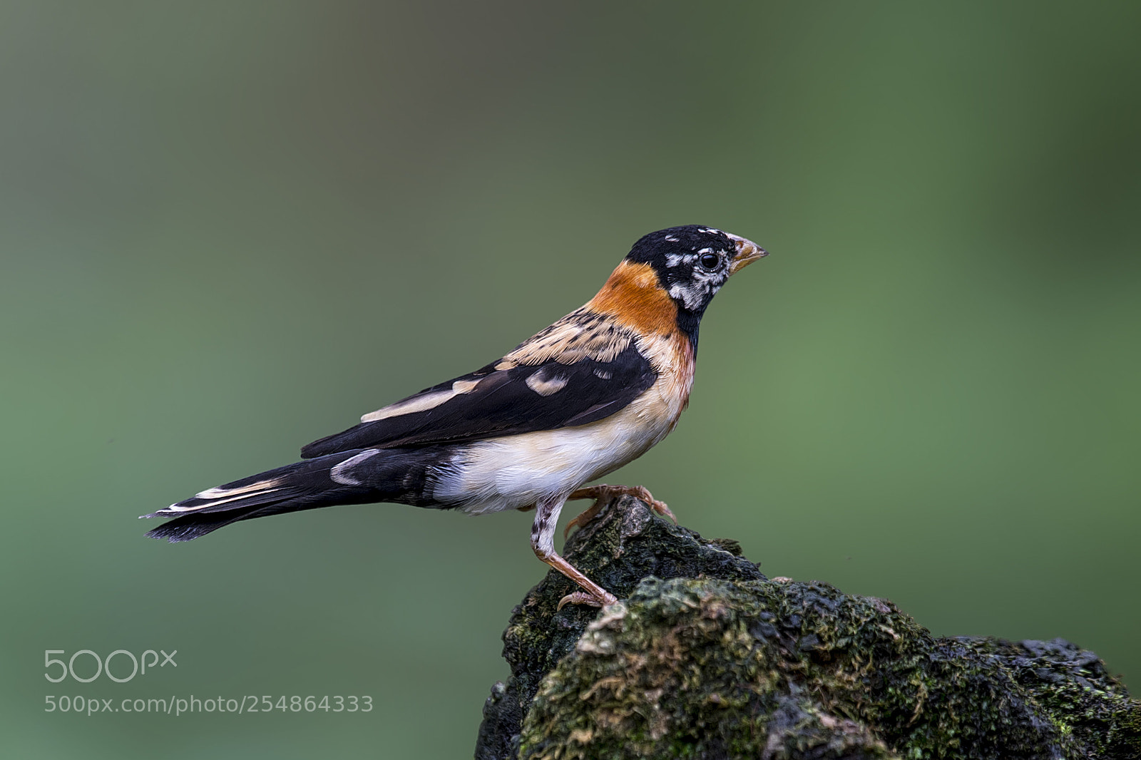 Nikon D4 sample photo. Broad tailed whydah photography