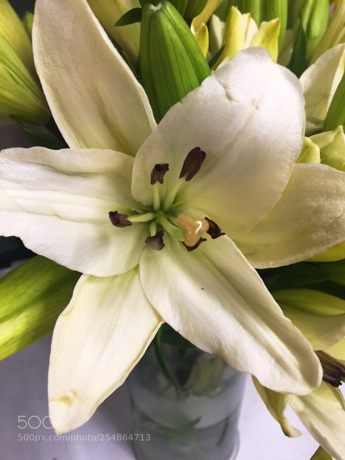 Apple iPhone 6 Plus sample photo. Today’s flower ?  photography