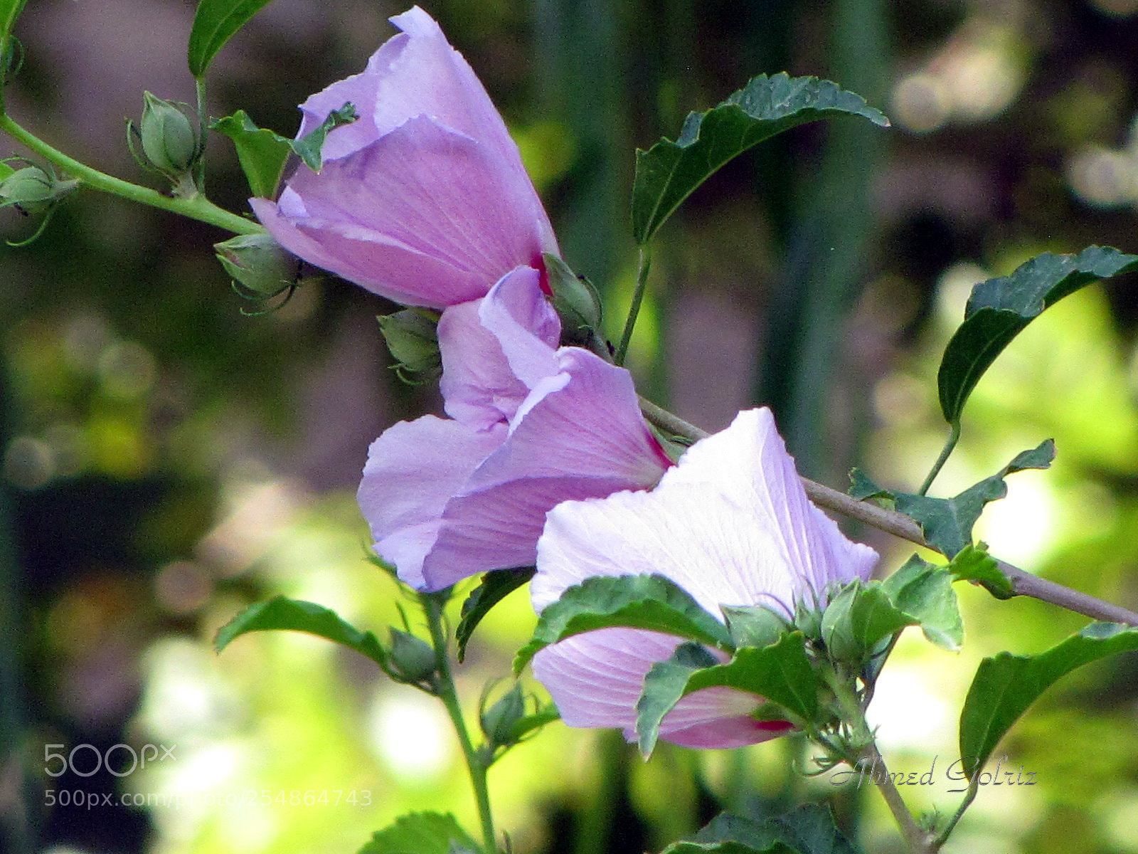 Canon PowerShot SX10 IS sample photo. Khatmi photography