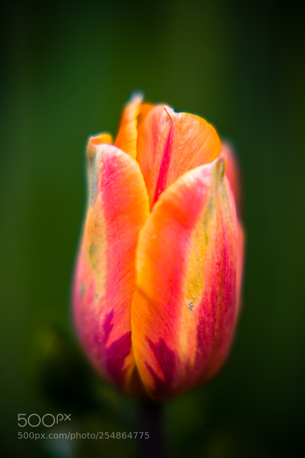Nikon D750 sample photo. Tulip ready to bloom photography