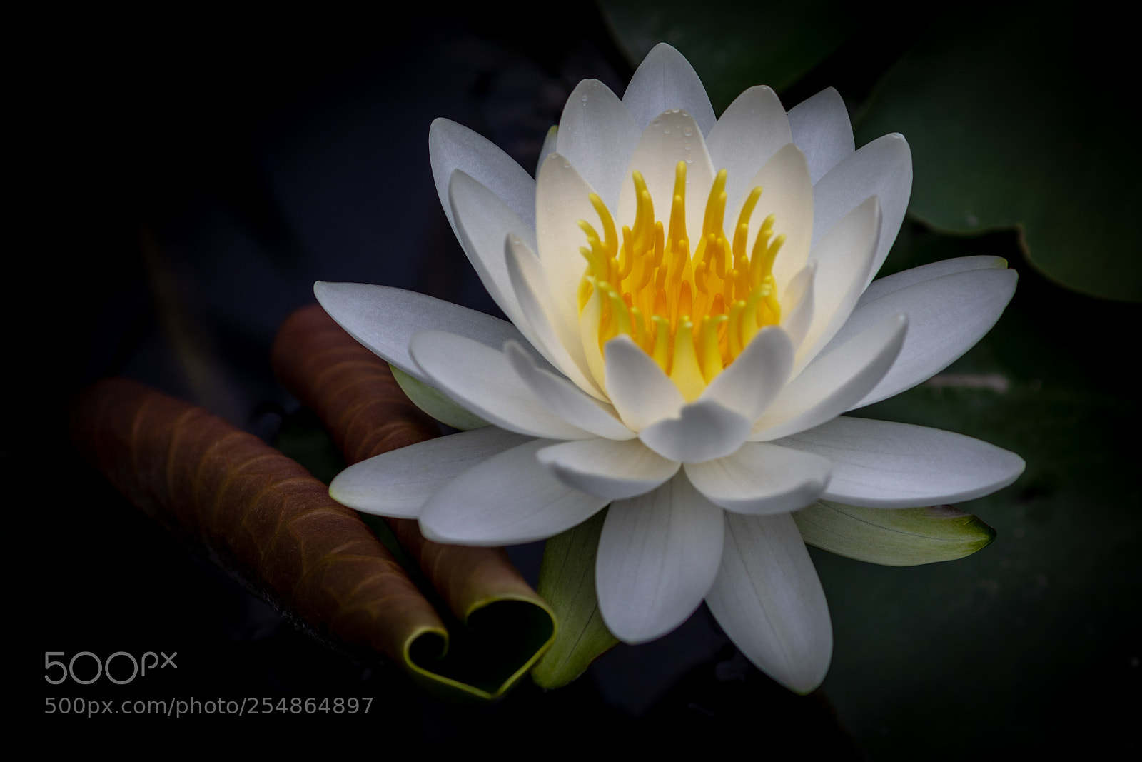 Canon EOS 5D Mark IV sample photo. Water lily with heart photography