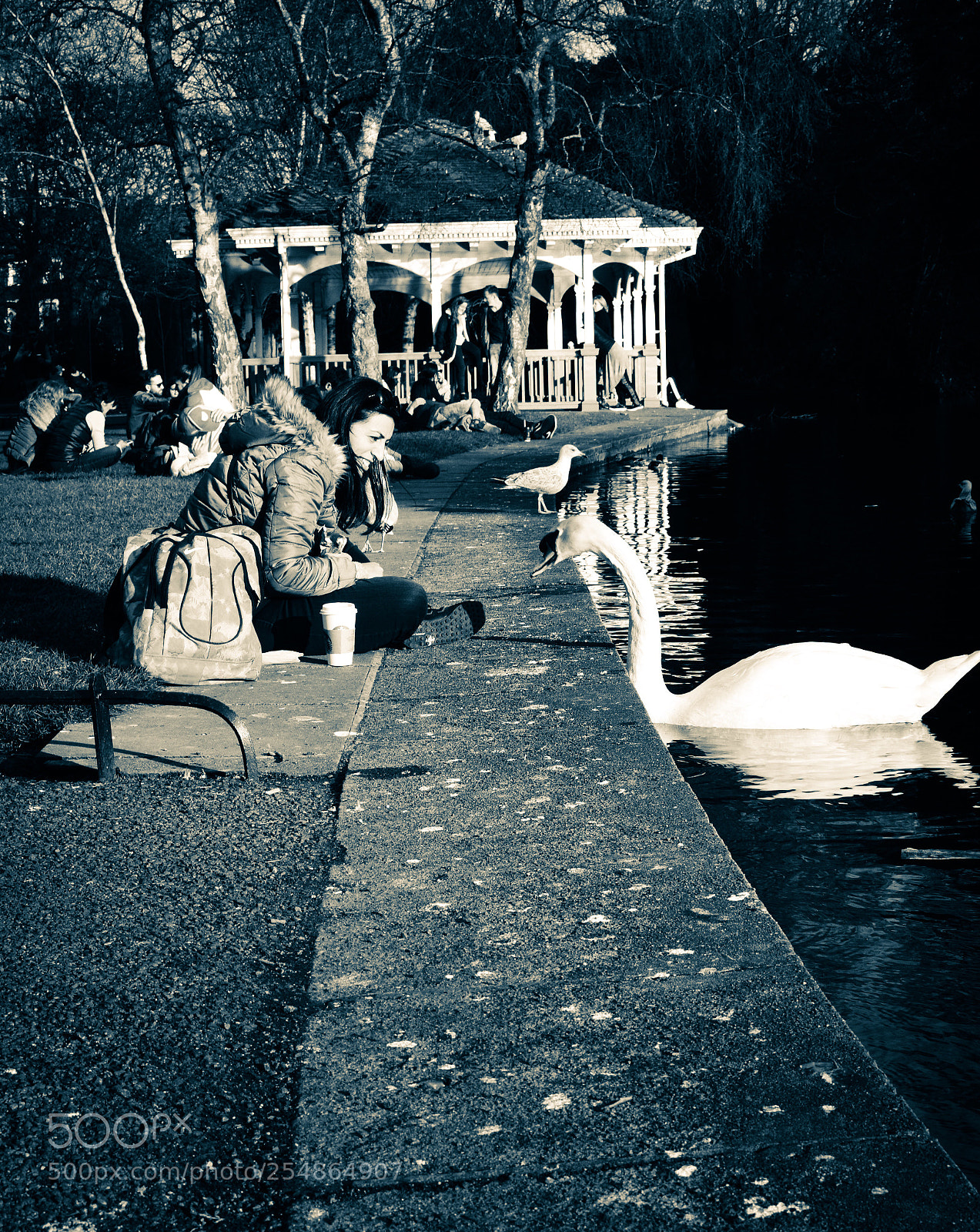 Nikon D3300 sample photo. Swan  photography