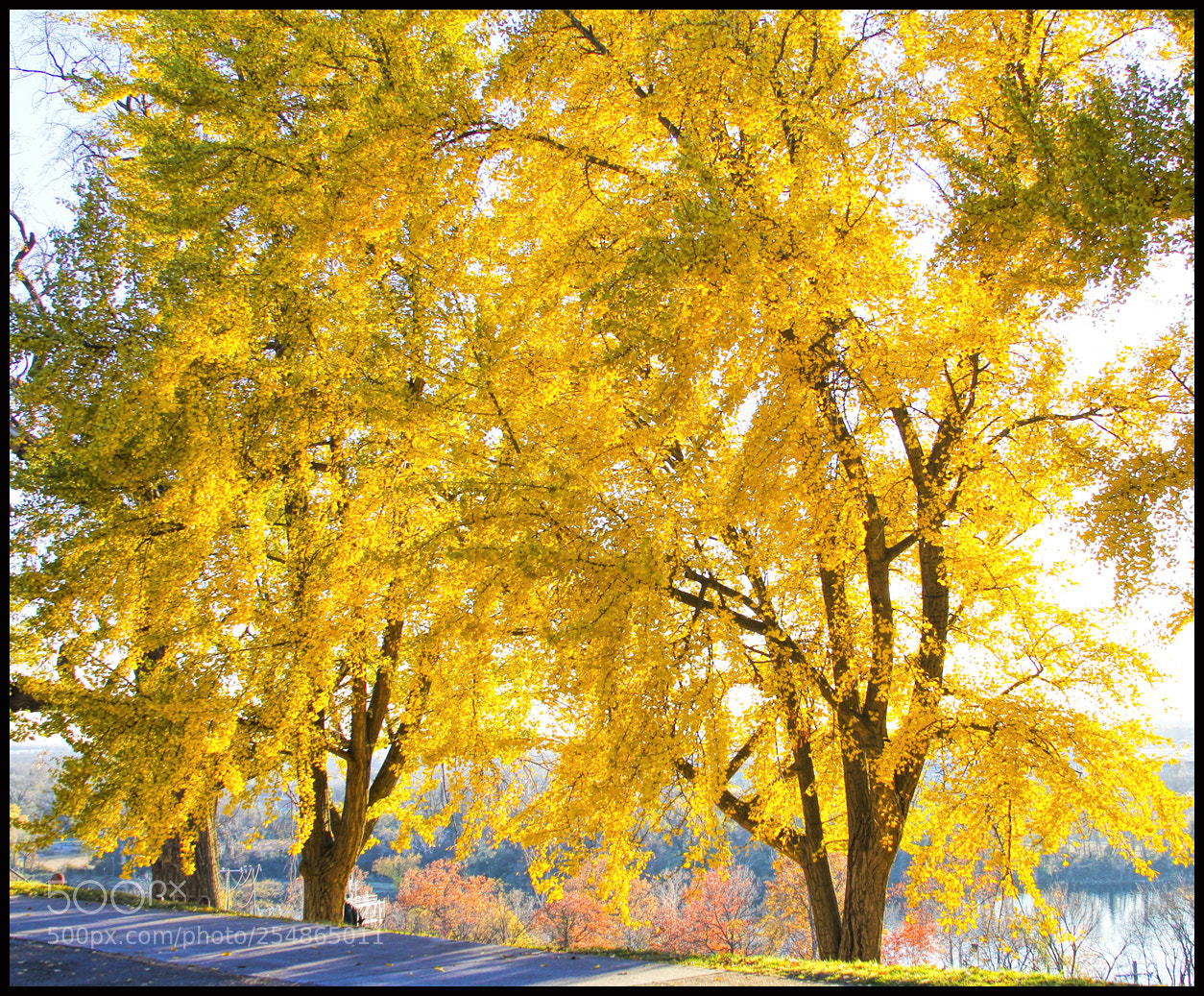 Canon EOS 7D sample photo. All that is gold photography