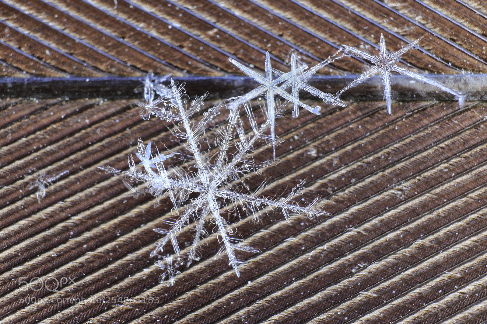 Canon EOS 60D sample photo. Snowflakes on top of photography