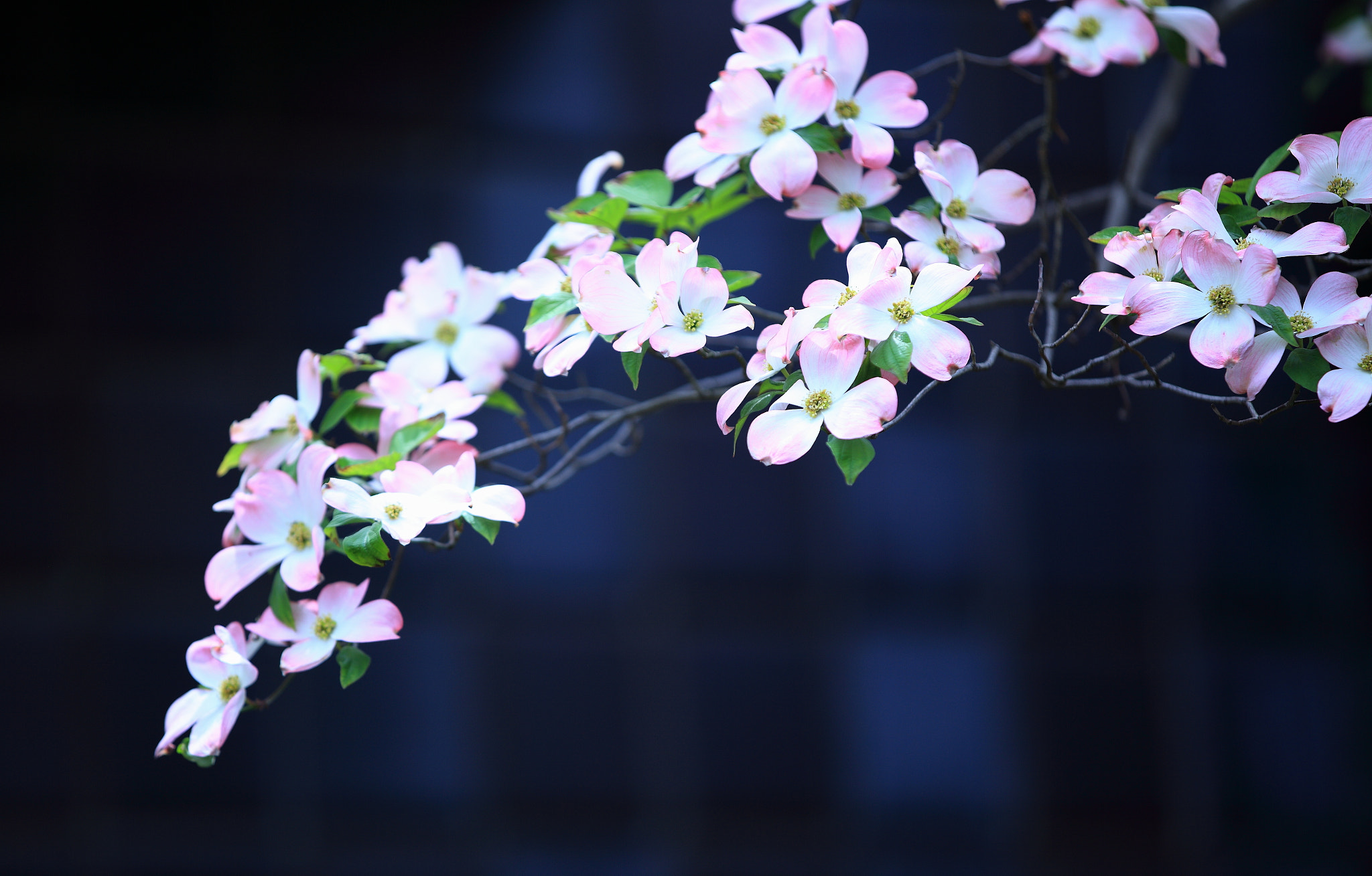 Canon EF 70-200mm F2.8L IS II USM sample photo