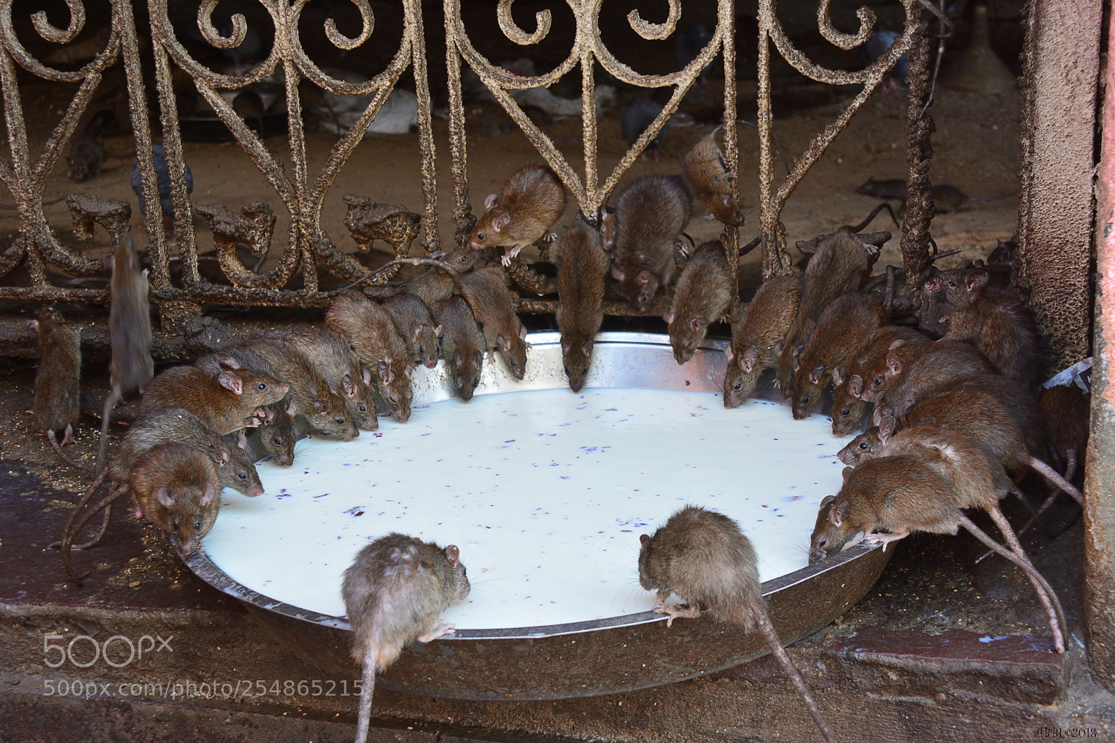 Nikon D7100 sample photo. The holy inhabitants of photography
