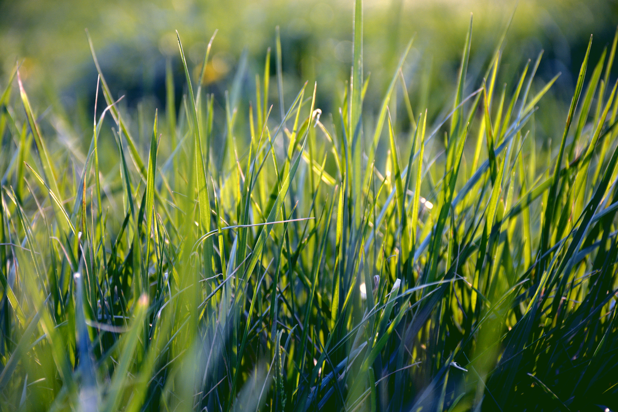 Nikon D5200 sample photo. Through the grass photography