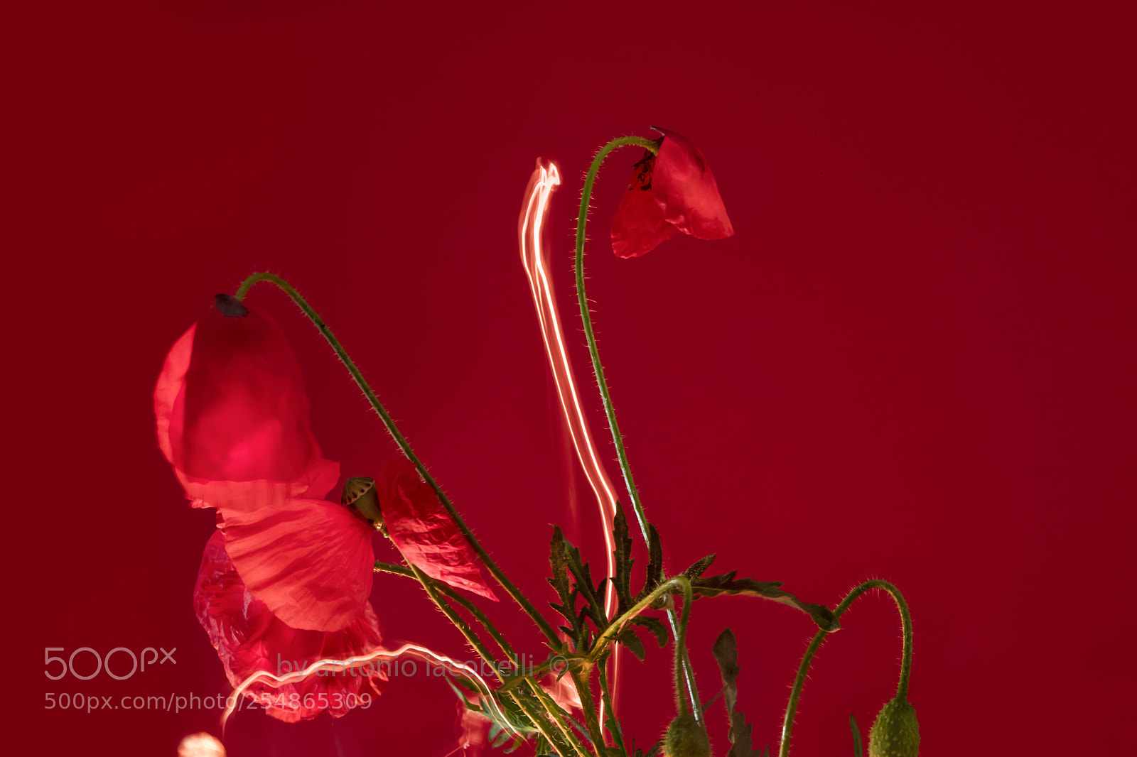 Nikon D850 sample photo. Red light painting... photography