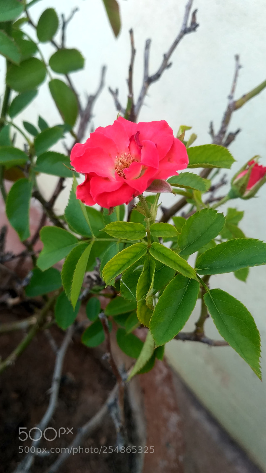 Xiaomi Redmi 3S sample photo. Untitled photography