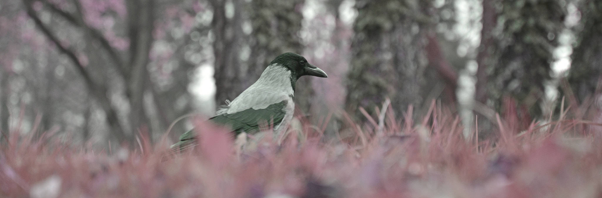 Nikon D5200 sample photo. Crow photography