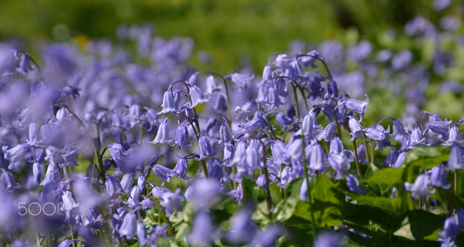 Nikon D5200 sample photo. Colors of spring photography