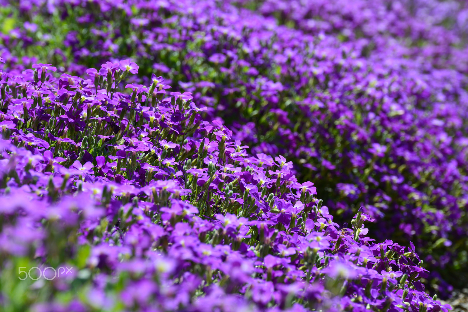 Nikon D5200 sample photo. Colors of spring photography