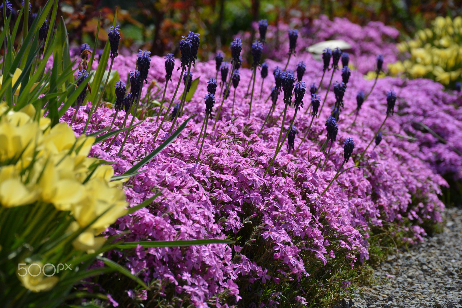 Nikon D5200 sample photo. Colors of spring photography