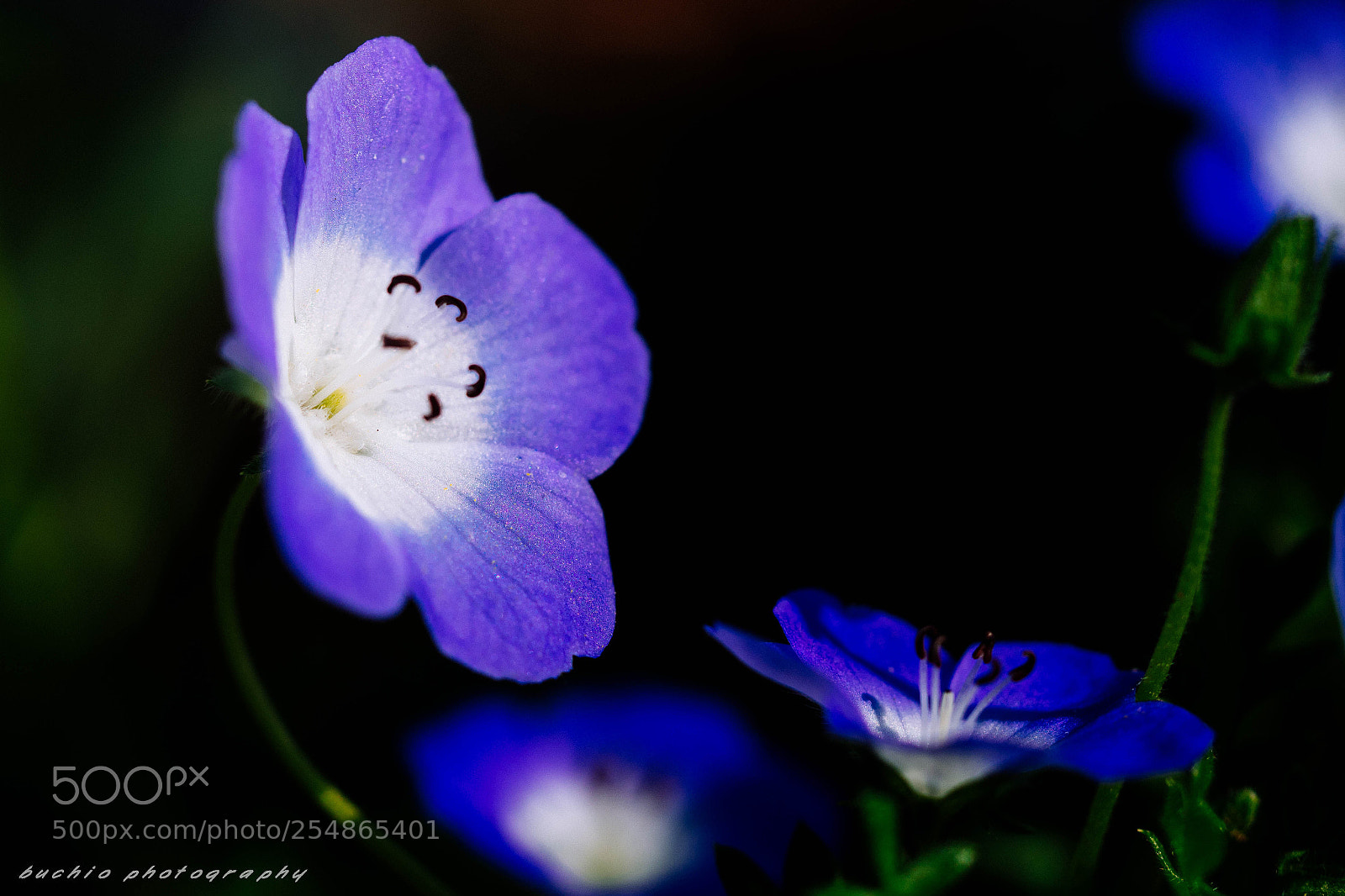 Olympus OM-D E-M1 Mark II sample photo. Nemophila photography