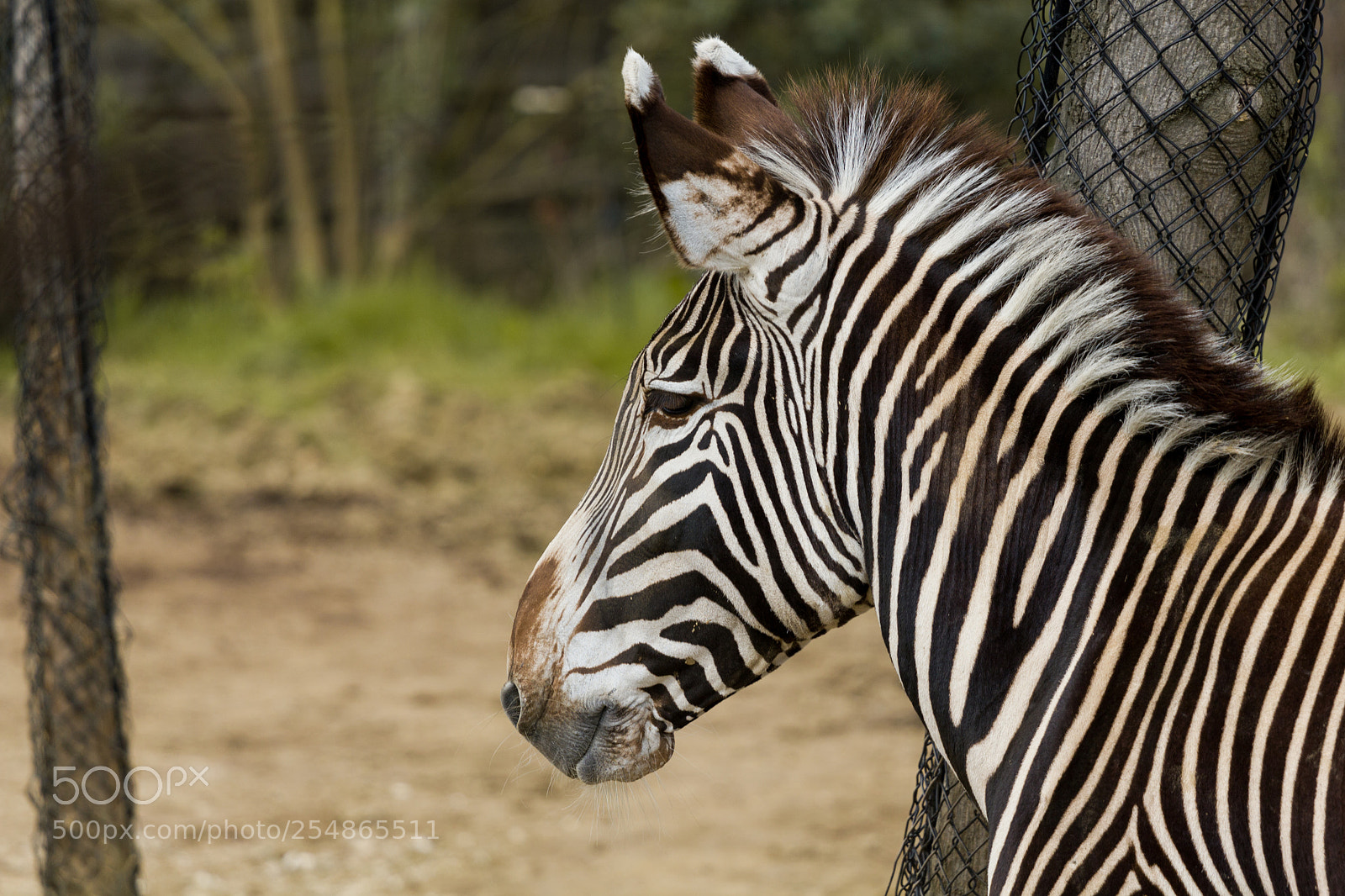 Canon EOS 550D (EOS Rebel T2i / EOS Kiss X4) sample photo. Vincennes - zebra in photography