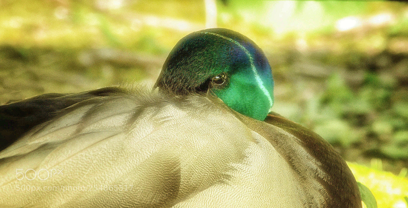 Nikon D7000 sample photo. Peek a boo photography