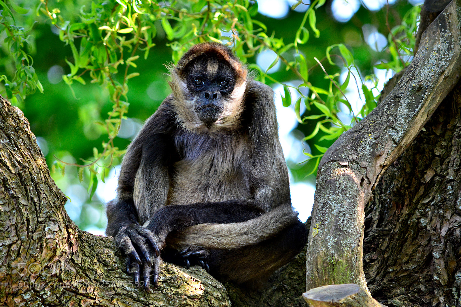 Nikon D5200 sample photo. Sad monkey photography