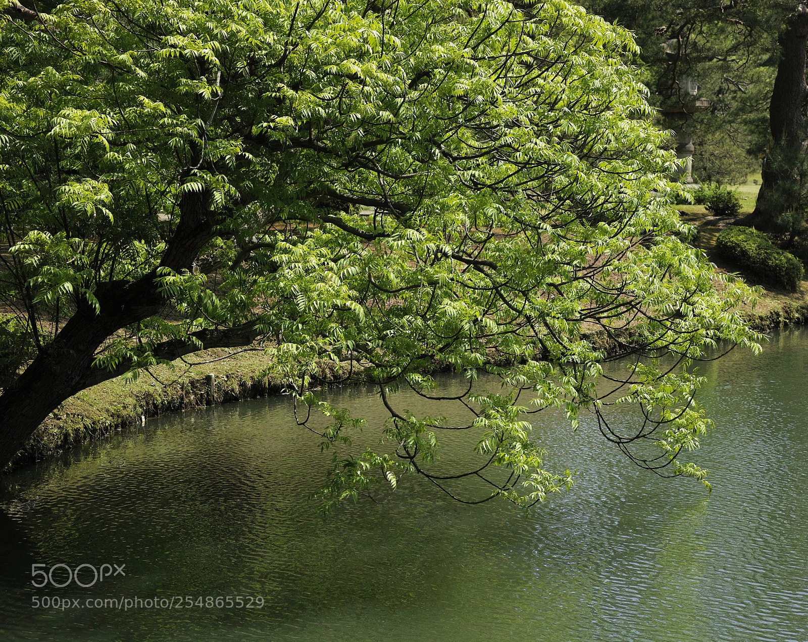 Sigma DP3 Merrill sample photo. 初夏の入口 photography