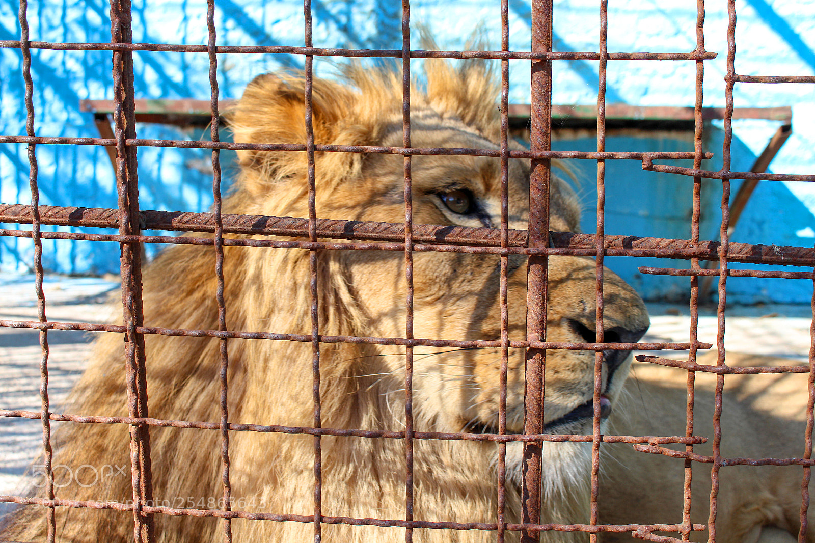 Canon EOS 700D (EOS Rebel T5i / EOS Kiss X7i) sample photo. Lion suffering photography