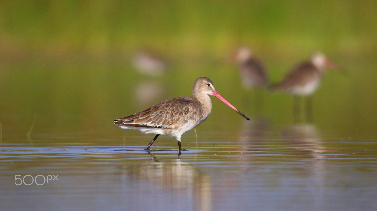 Canon EOS 70D + Canon EF 100-400mm F4.5-5.6L IS II USM sample photo. Black-tailed godwit photography