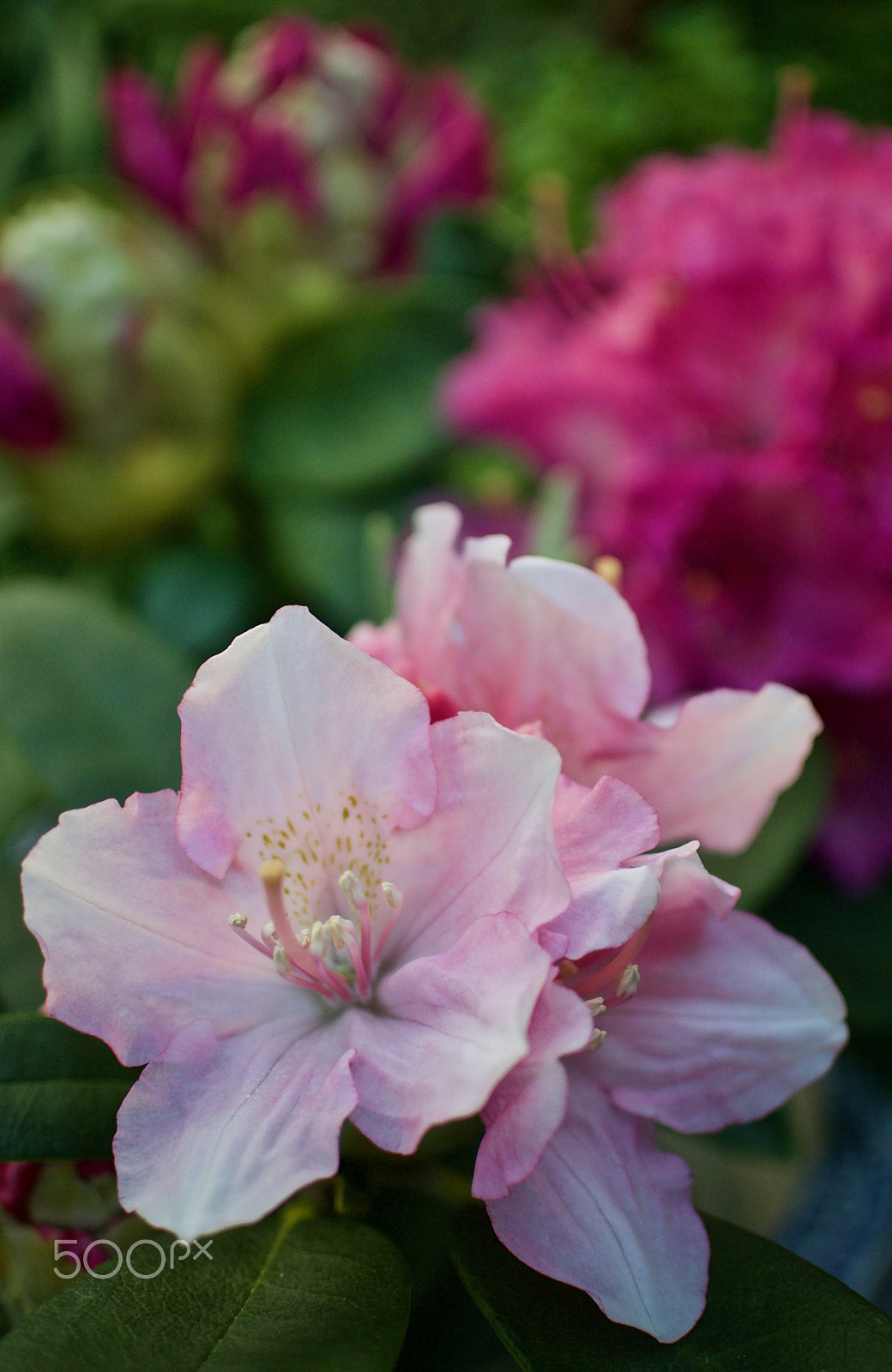 Nikon 1 J2 sample photo. Rhododendron photography