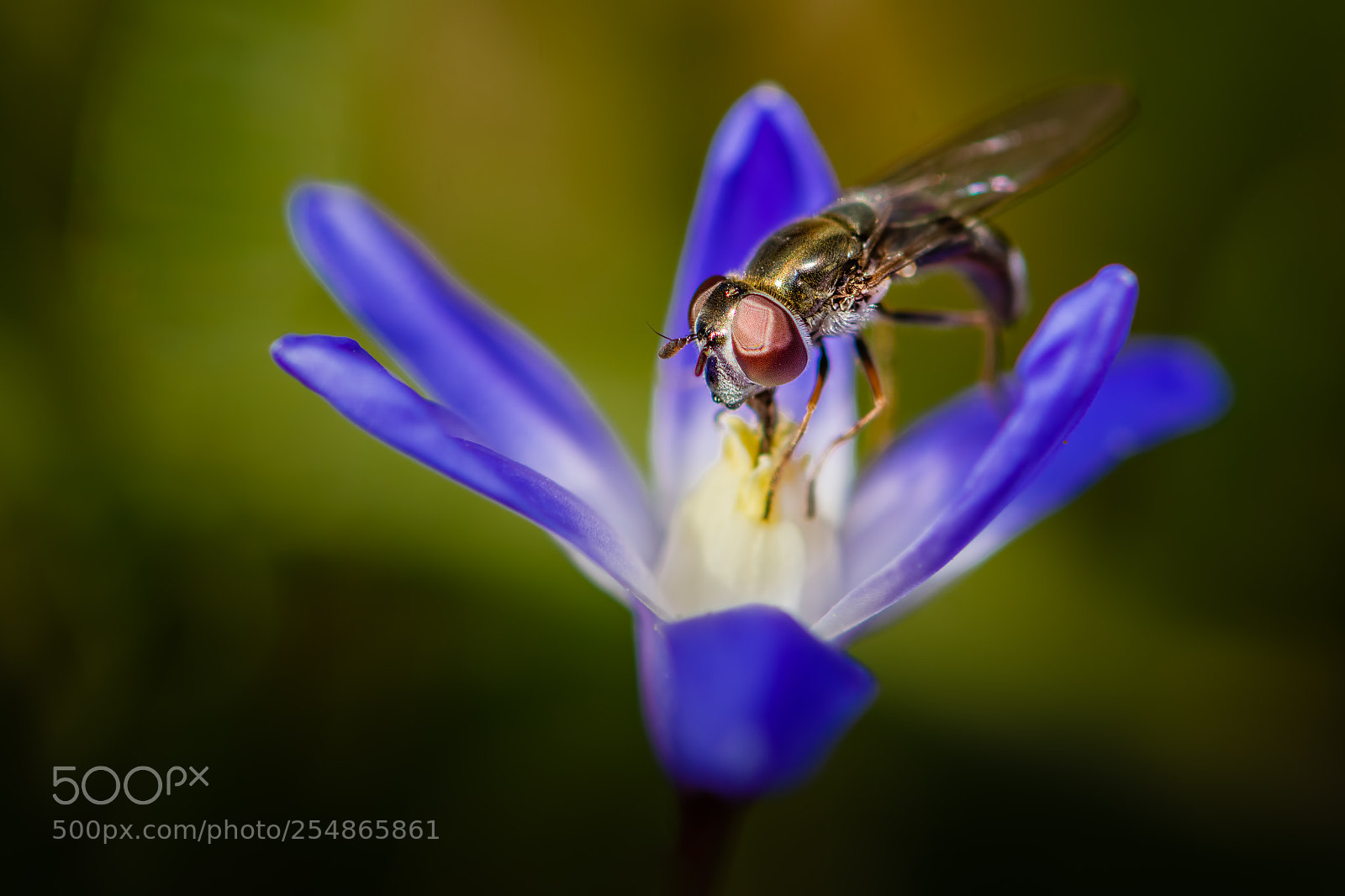 Nikon D7100 sample photo. Hoverfly #26 photography