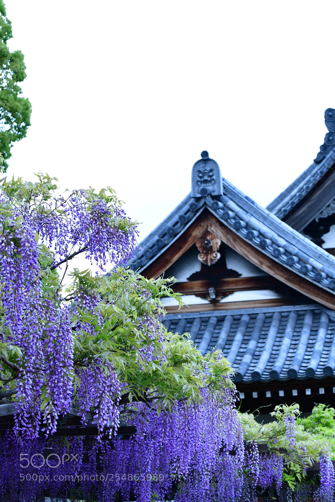 Nikon D850 sample photo. Fuji's flower-blooming temple. photography