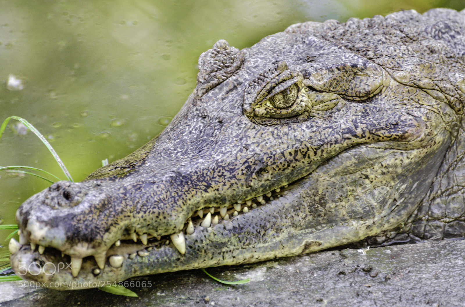 Nikon D7000 sample photo. Caiman photography