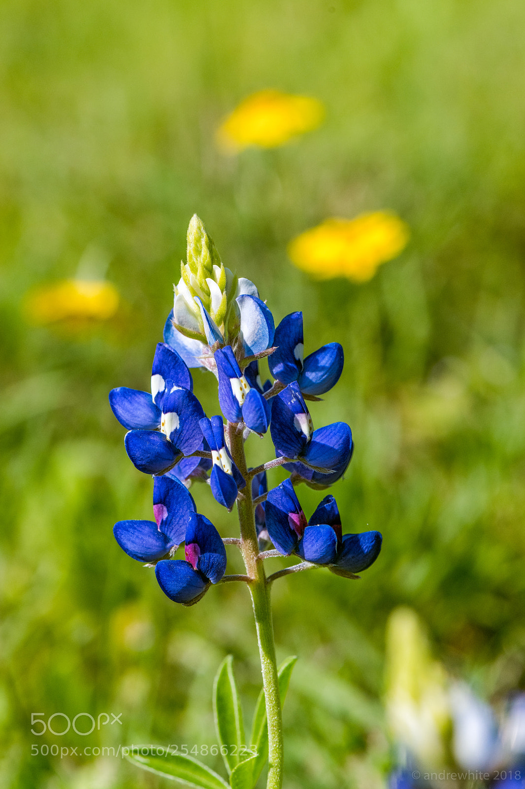 Nikon D850 sample photo. Blues and yellows photography