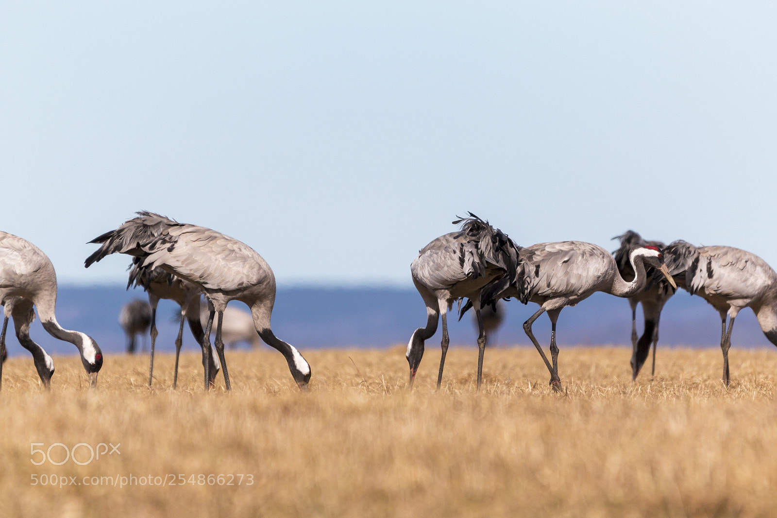 Canon EOS 70D sample photo. Birds at hornborgasj n photography