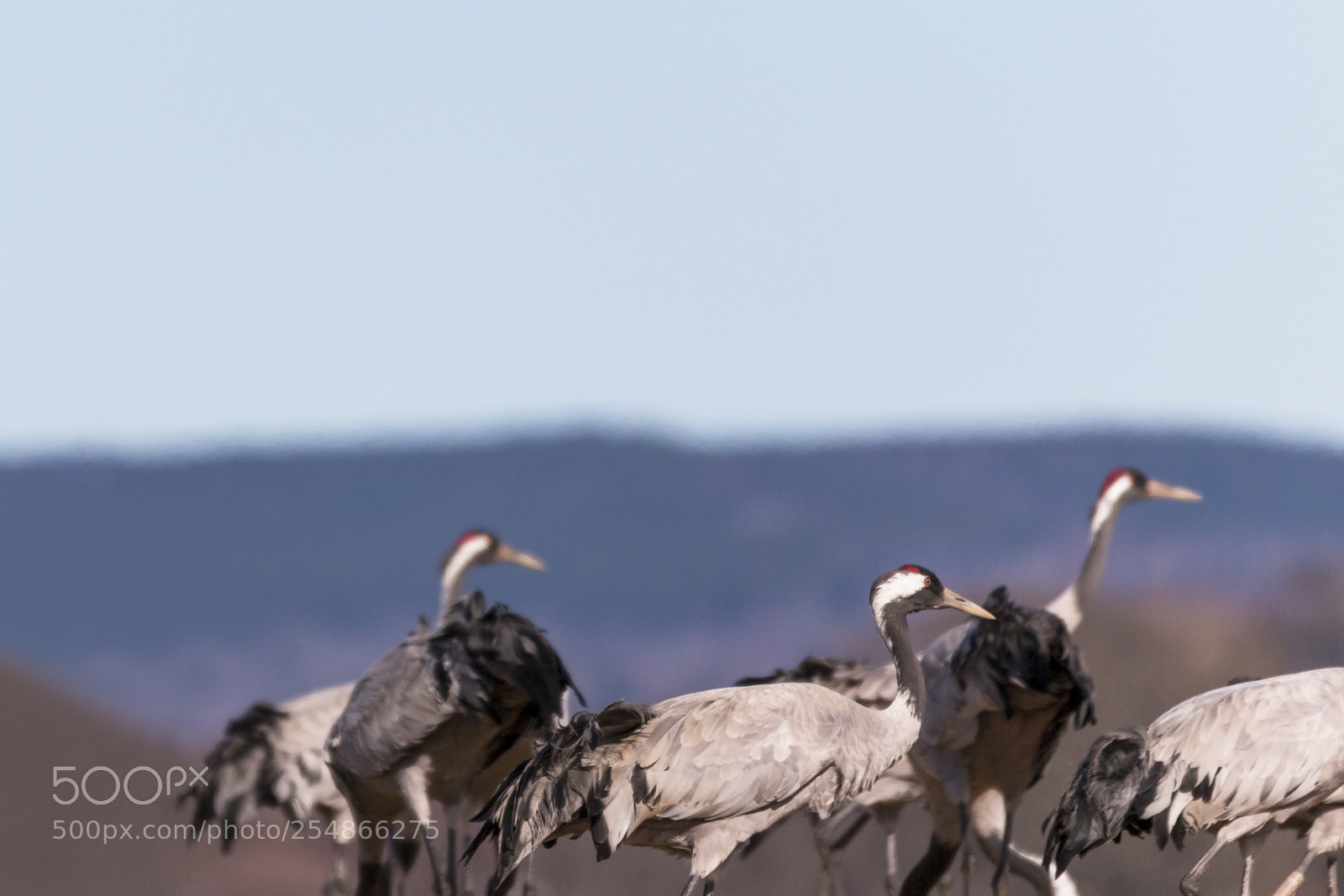 Canon EOS 70D sample photo. Birds at hornborgasj n photography