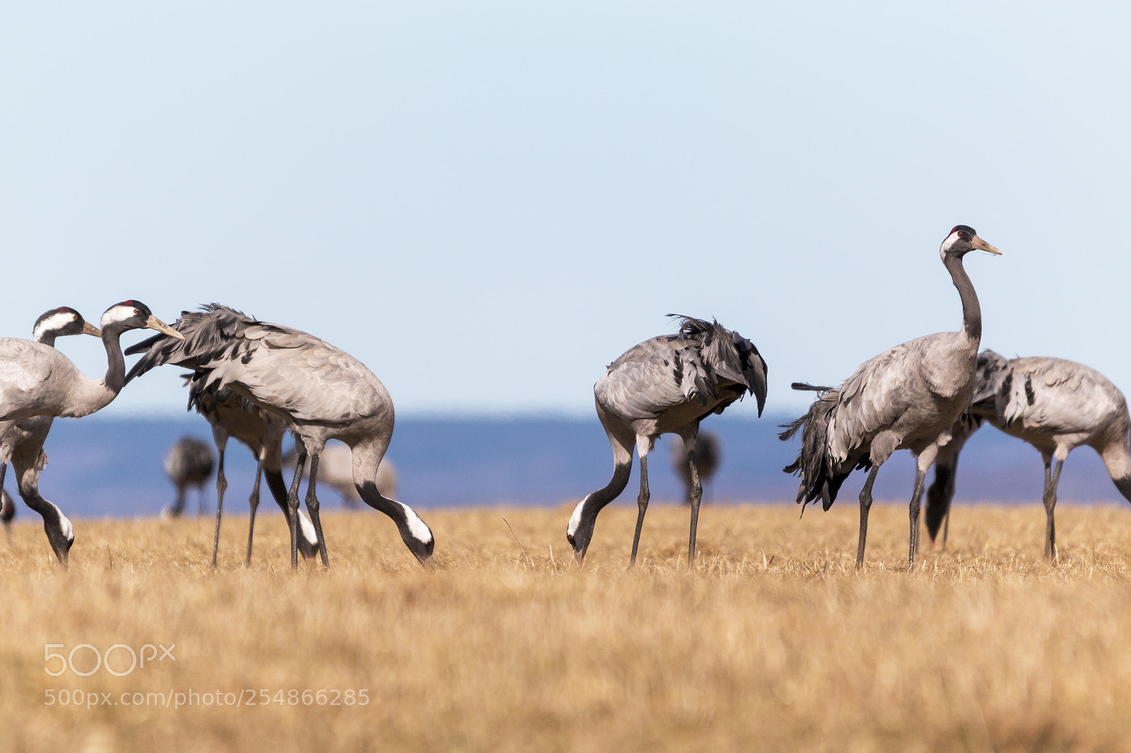 Canon EOS 70D sample photo. Birds at hornborgasj n photography